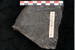 Foto (Detailansicht) von Asplenium hochstetteri Unger (NHMW-GEO-2024-0188-10302)